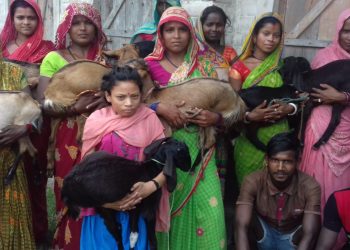 कोशीका विपन्नलाई बाख्रा र बंगुर वितरण