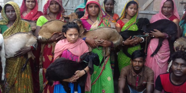 कोशीका विपन्नलाई बाख्रा र बंगुर वितरण