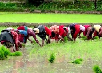 १९औँ राष्ट्रिय धान दिवस मनाइने