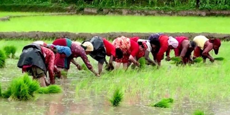 १९औँ राष्ट्रिय धान दिवस मनाइने