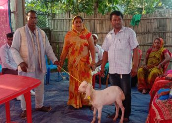 बृहत्तर बाख्रा विकास कार्यक्रममा बाख्रा र बोका वितरण