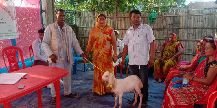 बृहत्तर बाख्रा विकास कार्यक्रममा बाख्रा र बोका वितरण