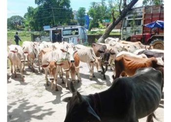 सुनसरीबाट तस्करीका ३४ वटा चाैपाया बरामद