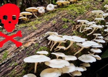 जङ्गली च्याउ खाँदा रोल्पाका एकै परिवारका तीन जनाको मृत्यु