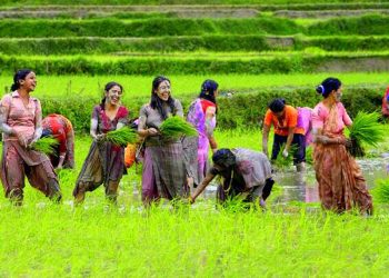 देशभर २७ प्रतिशत मात्र रोपाइँ