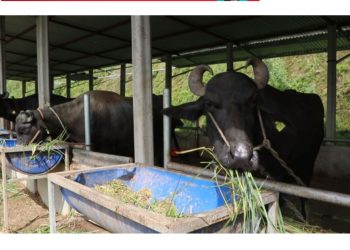 भारतबाट मुर्रा भैंसी, अमेरिका र अष्ट्रेलियाबाट घाँस!