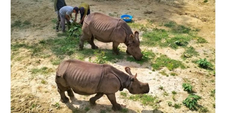 कोशी टप्पु बन्यजन्तु आरक्षमा गैंडा