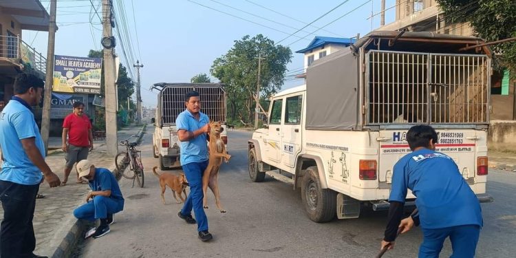 इनरुवामा कुकुर बन्ध्याकरण सुरु