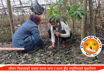 जीवन विकास सदस्यको घरमा जन्म र मरण हुँदा लघुवित्तको वृक्षरोपण