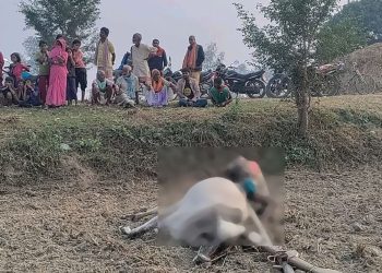 खेत जोत्ने क्रममा करेन्ट लागेर रौतहटका एक गोरु समेत किसानको मृत्यु