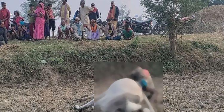 खेत जोत्ने क्रममा करेन्ट लागेर रौतहटका एक गोरु समेत किसानको मृत्यु