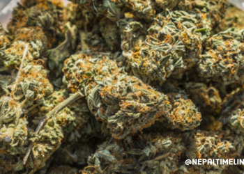 एक सय २२ केजी गाँजा बरामद