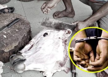 इनरुवामा गाई—गारु काट्ने रङेहात पक्राउ