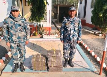 सशस्त्र प्रहरीले देवानगञ्जबाट ३१ किलो गाँजा बरामद, तस्कर फरार