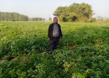 तरकारी खेतीमा आकर्षित सुनसरीका किसान, १ बिघा आलु खेतीबाट ६ लाख आम्दानीको लक्ष्य