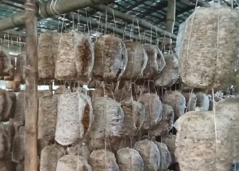 वैदेशिक रोजगारीबाट फर्केका दाजु-भाइले सुनसरीमा च्याउ खेतीबाट सफलता