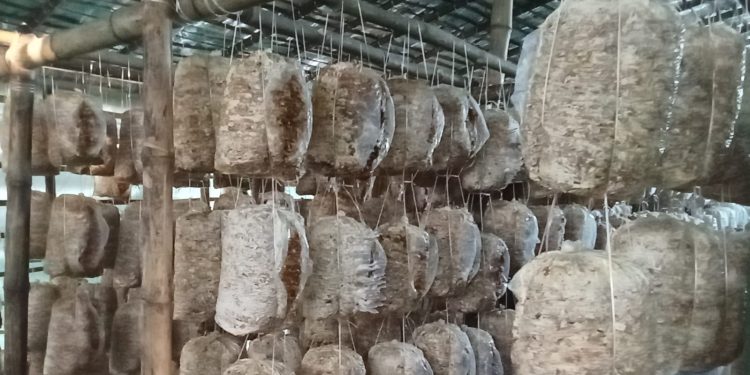 वैदेशिक रोजगारीबाट फर्केका दाजु-भाइले सुनसरीमा च्याउ खेतीबाट सफलता