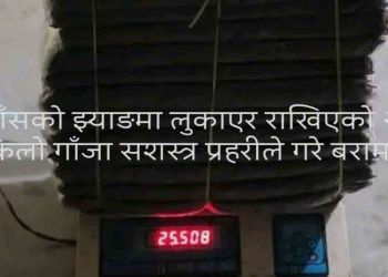 बाँसकाे झ्याङमा लुकाइएकाे २५ किलो गाँजा बरामद