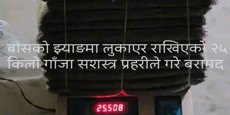 बाँसकाे झ्याङमा लुकाइएकाे २५ किलो गाँजा बरामद