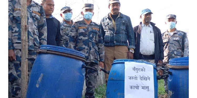 सुनसरीमा शंकास्पद बंगुरको मासु बरामद, सशस्त्र प्रहरीद्वारा नष्ट