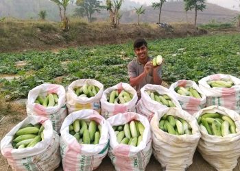 गुल्मीका विष्णु भण्डारीले एकै सिजनमै ३० लाखको काँक्रा बिक्री, गाउँमै रोजगारीसहित समृद्धिको नमुना