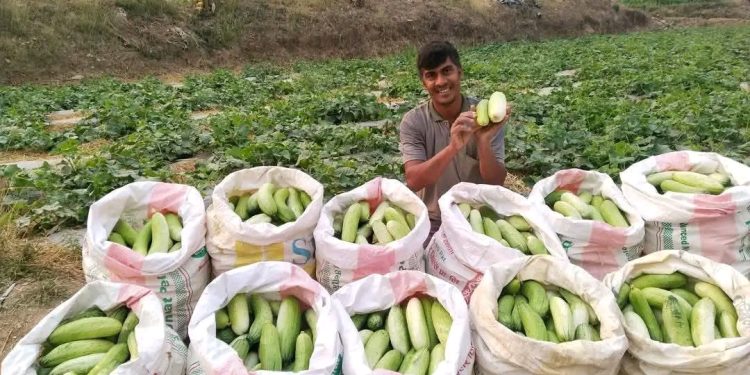 गुल्मीका विष्णु भण्डारीले एकै सिजनमै ३० लाखको काँक्रा बिक्री, गाउँमै रोजगारीसहित समृद्धिको नमुना