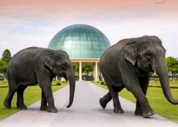 कतारलाई हात्ती उपहार: अनावश्यक गुनासोभन्दा सम्मान आवश्यक